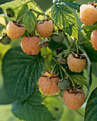 Raspberry 'Hauenstein's yellow'