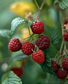 Raspberry fruit