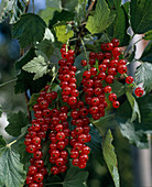 Red currant