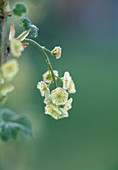 Red currant blossom