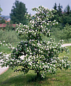 Quince blossom