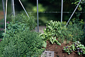 Herbs in a small greenhouse