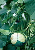 Tie up the honey melon so that the whole