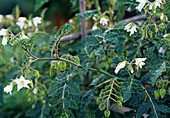 Solanum sisymbriifolium 'Lulita'