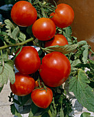 Vegetables on the balcony