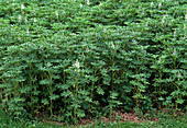 Lupinus as green manure