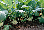 Kohlrabi