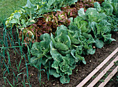 White cabbage, lettuce, kohlrabi, leek