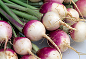 Common turnip (Brassica rapa subsp. rapa var. majalis)