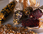 Maize, ornamental maize