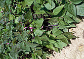 Phaseolus vulgaris Var. nanus