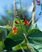 Phaseolus coccineus