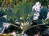 Kohlrabi 'Superschmelz'