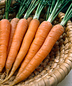 Carrots in a basket