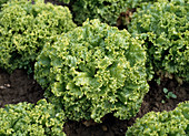 Leaf Batavia lettuce