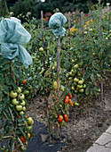 Tomatoes with foil cover