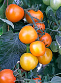 Tomate 'Orangino' (Cocktailtomate)