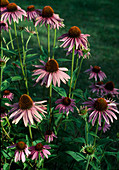 Echinacea purpurea coneflower