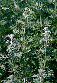 Artemisia absinthium Wermut