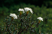 Ledum palustre (Sumpfporst), Blätter und Holz duften stark aromatisch harzig, kampferartig, vertreibt Insekten