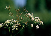 Echter Kümmel (Carum carvi), Blüten und Samenstand