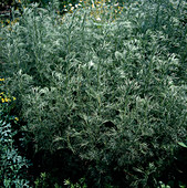Artemisia abrotanum / Eberraute