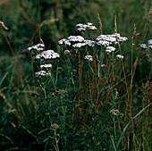 Achillea millefolium (Schafgarbe)