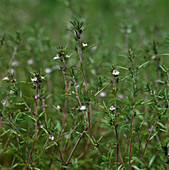 Einjähriges Bohnenkraut (Satureja hortensis)