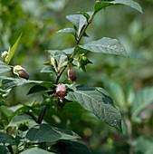 Atropa belladonna (Deadly nightshade)