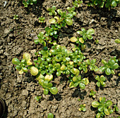 Summer portulaca, Bürzelkraut, vegetable portulaca, Burzel, Kreusel (Portulaca oleracea)