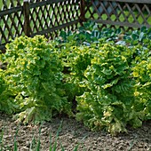 Picking lettuce (Lactuca)