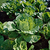 Chinese cabbage (Brassica rapa subsp pekinensis)