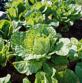 Chinese cabbage (Brassica rapa subsp pekinensis)