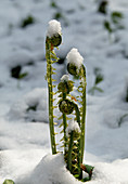 Matteuccia struthiopteris (Ostrich fern) fresh shoots in the snow