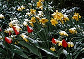 Frühlingsbeet mit Narzissen und Tulpen mit Schnee