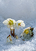 Helleborus Niger Christrose im Schnee