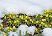 Eranthis hyemalis Winterlinge mit Schnee