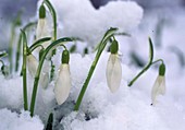 Galanthus nivalis (snowdrop)