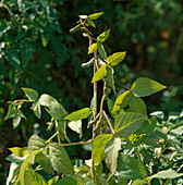 Soybean (Glycine max)