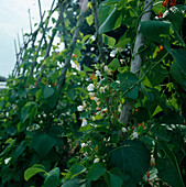 Weiß blühende Stangenbohnen