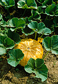 Giant pumpkin