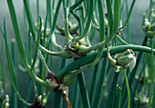 Allium cepa var. viviparum Luft- oder Etagenzwiebeln