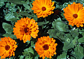 Marigolds