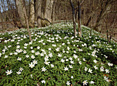 Wood anemone in a deciduous forest