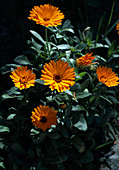 Calendula officinalis (marigold)