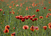 Papaver rhoeas (Klatschmohn)