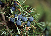 Juniperus communis Wacholderbeeren