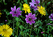 Blumenwiese mit Anemonen, N.-Griechenland