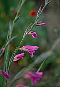 Gladiolus segetum (Saat-Siegwurz)