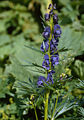 Blauer Eisenhut, Aconitum napellus